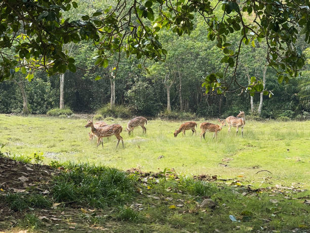 Bhitarkanika