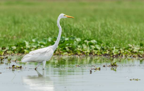 Chilika Lake